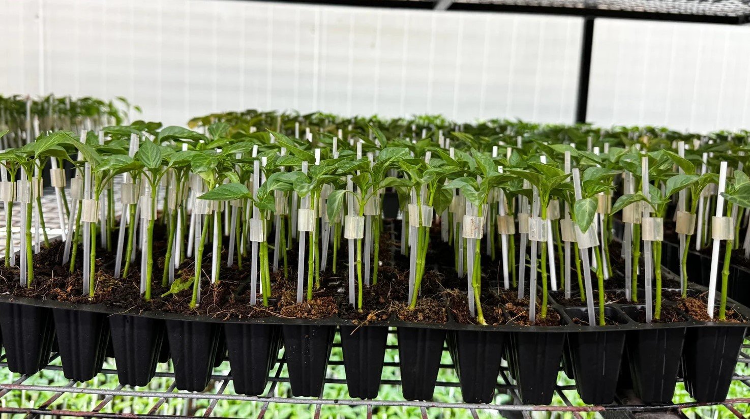 Grafted Chilli Plant